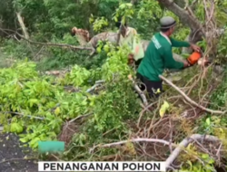 Bhabinkamtibmas dan Warga Benoa Gotong Royong Tangani Pohon Tumbang di Jalan Dukuh Sari